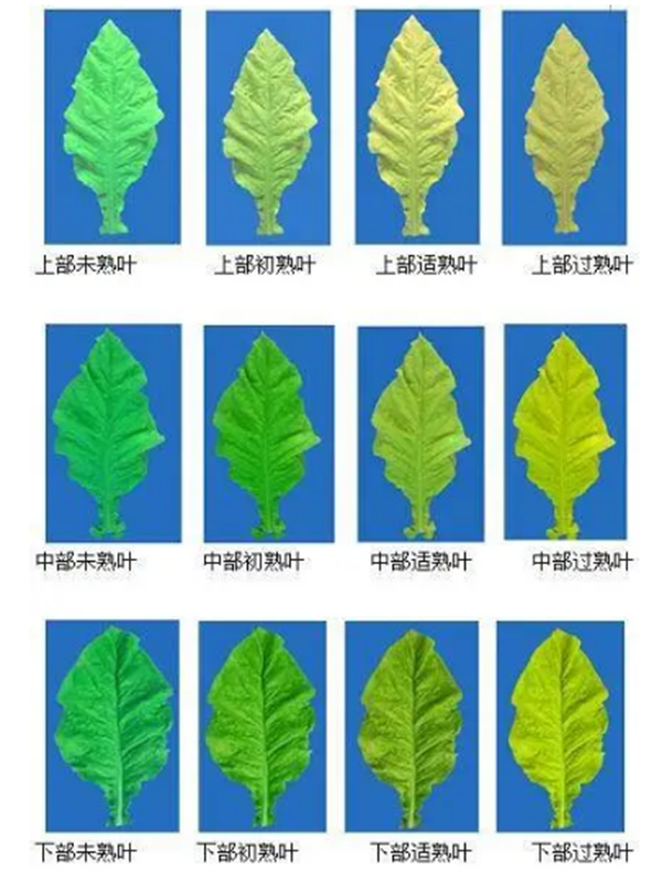 煙葉怎么分級？煙葉分級原理和方法2